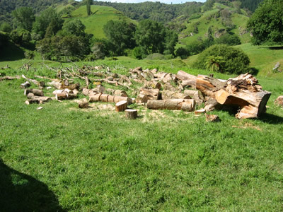 Chainsaw course