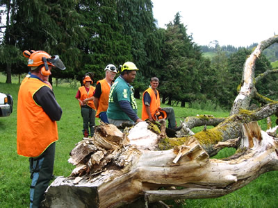 Chainsaw course