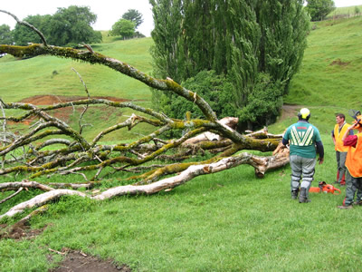 Chainsaw course