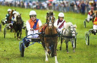 Pirongia races