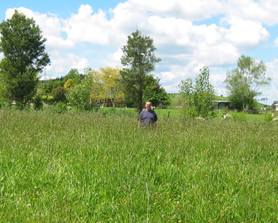 Grass