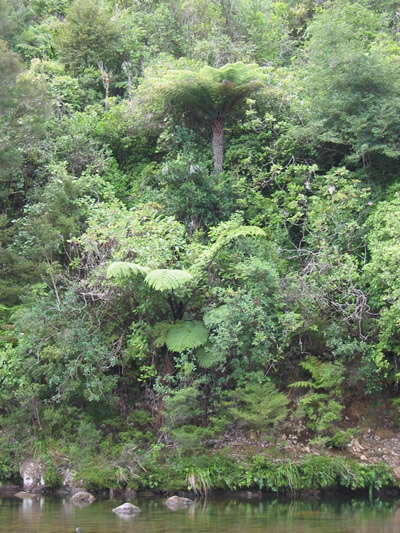 Kauaeranga Bush Walk