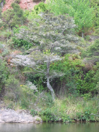 Kauaeranga Bush Walk