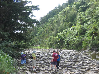 Kauaeranga Bush Walk