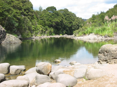 Kauaeranga Bush Walk