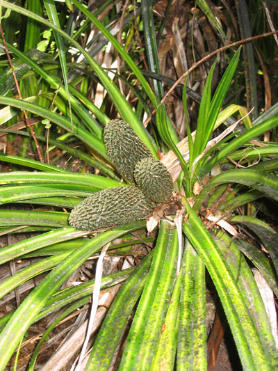 Kauaeranga Bush Walk