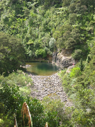 Kauaeranga Bush Walk