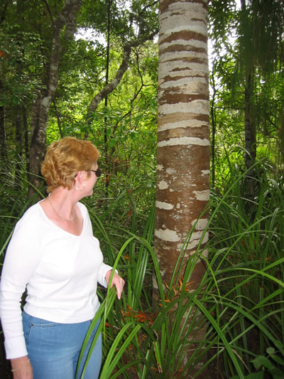 Kauaeranga Bush Walk