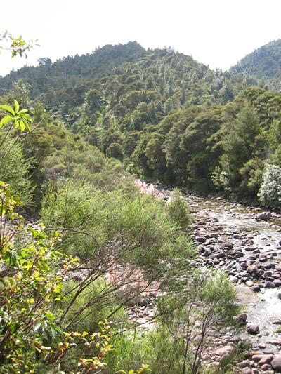 Kauaeranga Bush Walk