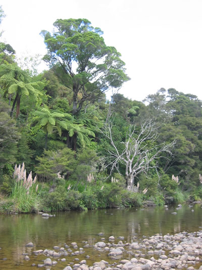 Kauaeranga Bush Walk