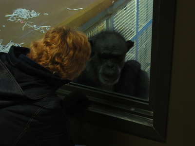 Chimp
