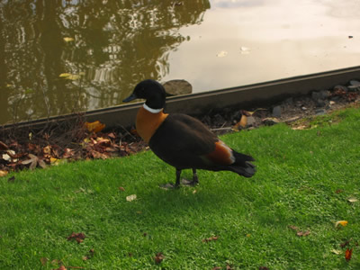 Duck