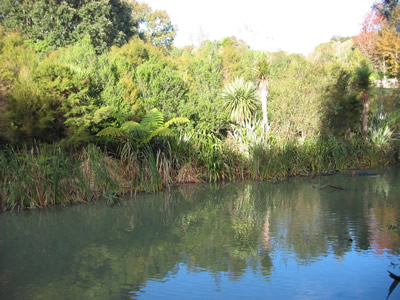 Wetlands
