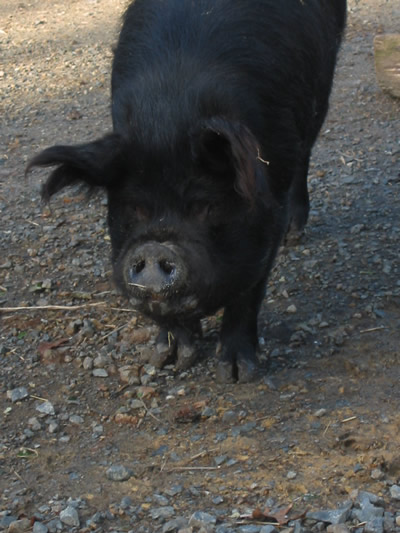 Kune Kune