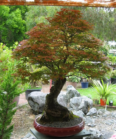 Matamata