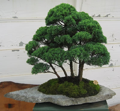 Matamata