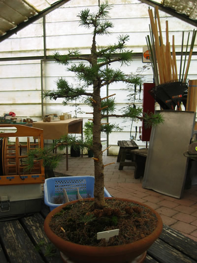 Matamata Larch - After