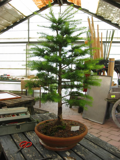 Matamata Larch - Before