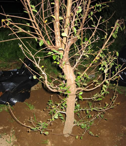 Elm