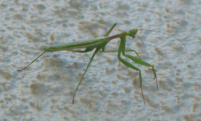 Praying Mantis