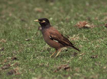 Mynah Bird
