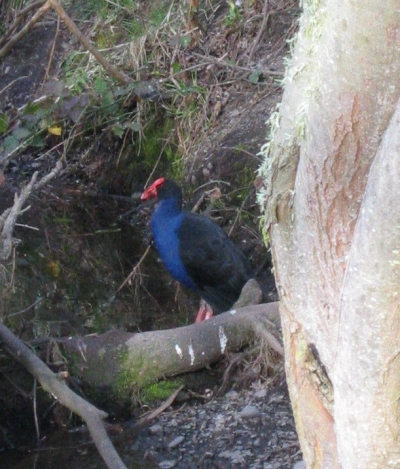 Pukeko