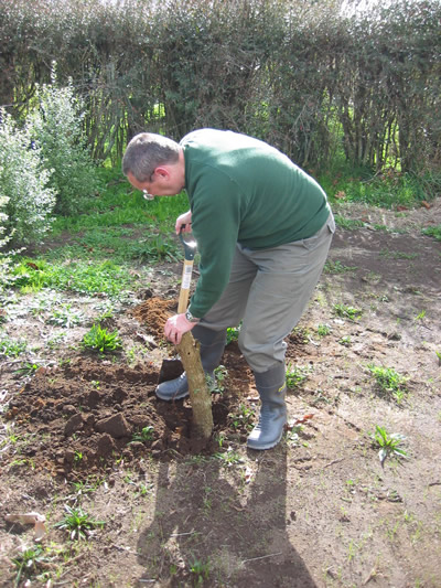 Transplanting trees