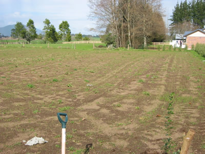 Transplanting trees