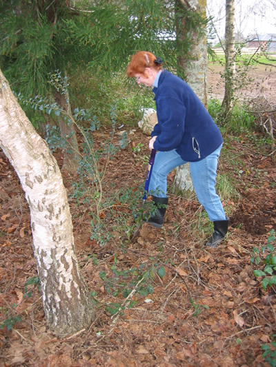 Transplanting trees